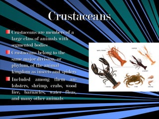 Marine biology, focus on Crustacea in marine life | PPT