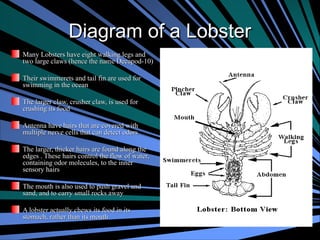 Marine biology, focus on Crustacea in marine life | PPT