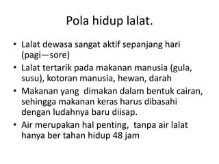 Pola hidup lalat.
• Lalat dewasa sangat aktif sepanjang hari
(pagi—sore)
• Lalat tertarik pada makanan manusia (gula,
susu), kotoran manusia, hewan, darah
• Makanan yang dimakan dalam bentuk cairan,
sehingga makanan keras harus dibasahi
dengan ludahnya baru diisap.
• Air merupakan hal penting, tanpa air lalat
hanya ber tahan hidup 48 jam
 