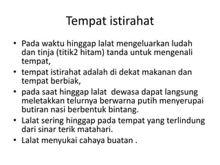 Tempat istirahat
• Pada waktu hinggap lalat mengeluarkan ludah
dan tinja (titik2 hitam) tanda untuk mengenali
tempat,
• tempat istirahat adalah di dekat makanan dan
tempat berbiak,
• pada saat hinggap lalat dewasa dapat langsung
meletakkan telurnya berwarna putih menyerupai
butiran nasi berbentuk bintang.
• Lalat sering hinggap pada tempat yang terlindung
dari sinar terik matahari.
• Lalat menyukai cahaya buatan .
 
