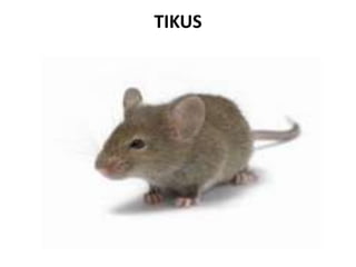 TIKUS
 