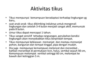 Aktivitas tikus
• Tikus mempunyai kemampuan beradaptasi terhadap lingkungan yg
baru,
• saat anak-anak tikus dibimbing induknya untuk mengenali
lingkungan dan setelah 3-4 bulan menjadi sangat aktif, memuncak
pada 8 bulan.
• Umur tikus dapat mencapai 1 tahun.
• Tikus sangat sensitif tehadap rangsangan, perubahan kondisi
lingkungan akan menyebabkan tikus berpindah tempat.
• Tikus mempunyai kebiasaan memanjat dan mampu memanjat
pohon, bangunan dan tempat tinggal, pipa dengan mudah.
• Dia juga mempunyai kemampuan meloncat dan merambat ,
bahkan merambat di permukaan licin, halus, vertikal sejauh 40 cm,
Kemampuan melompat vertikal setinggi 60 cm, melompat ke
bawah dari ketinggian 5 m.
 