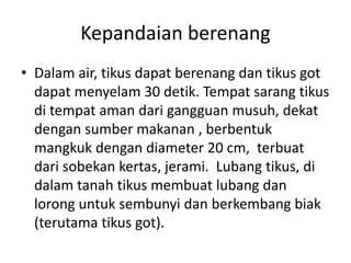 Kepandaian berenang
• Dalam air, tikus dapat berenang dan tikus got
dapat menyelam 30 detik. Tempat sarang tikus
di tempat aman dari gangguan musuh, dekat
dengan sumber makanan , berbentuk
mangkuk dengan diameter 20 cm, terbuat
dari sobekan kertas, jerami. Lubang tikus, di
dalam tanah tikus membuat lubang dan
lorong untuk sembunyi dan berkembang biak
(terutama tikus got).
 