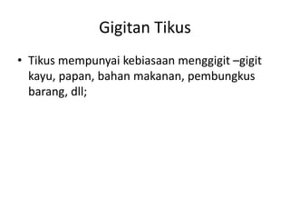 Gigitan Tikus
• Tikus mempunyai kebiasaan menggigit –gigit
kayu, papan, bahan makanan, pembungkus
barang, dll;
 