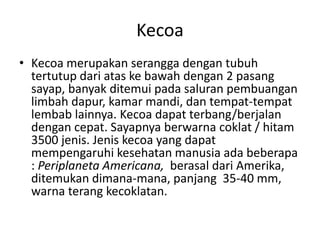 Kecoa
• Kecoa merupakan serangga dengan tubuh
tertutup dari atas ke bawah dengan 2 pasang
sayap, banyak ditemui pada saluran pembuangan
limbah dapur, kamar mandi, dan tempat-tempat
lembab lainnya. Kecoa dapat terbang/berjalan
dengan cepat. Sayapnya berwarna coklat / hitam
3500 jenis. Jenis kecoa yang dapat
mempengaruhi kesehatan manusia ada beberapa
: Periplaneta Americana, berasal dari Amerika,
ditemukan dimana-mana, panjang 35-40 mm,
warna terang kecoklatan.
 
