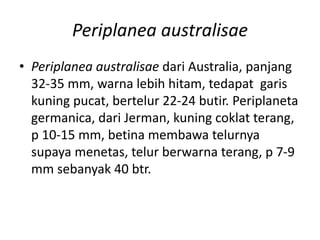 Periplanea australisae
• Periplanea australisae dari Australia, panjang
32-35 mm, warna lebih hitam, tedapat garis
kuning pucat, bertelur 22-24 butir. Periplaneta
germanica, dari Jerman, kuning coklat terang,
p 10-15 mm, betina membawa telurnya
supaya menetas, telur berwarna terang, p 7-9
mm sebanyak 40 btr.
 