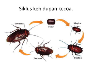 Siklus kehidupan kecoa.
 