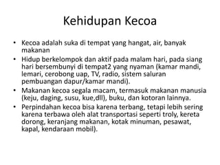 Kehidupan Kecoa
• Kecoa adalah suka di tempat yang hangat, air, banyak
makanan
• Hidup berkelompok dan aktif pada malam hari, pada siang
hari bersembunyi di tempat2 yang nyaman (kamar mandi,
lemari, cerobong uap, TV, radio, sistem saluran
pembuangan dapur/kamar mandi).
• Makanan kecoa segala macam, termasuk makanan manusia
(keju, daging, susu, kue,dll), buku, dan kotoran lainnya.
• Perpindahan kecoa bisa karena terbang, tetapi lebih sering
karena terbawa oleh alat transportasi seperti troly, kereta
dorong, keranjang makanan, kotak minuman, pesawat,
kapal, kendaraan mobil).
 