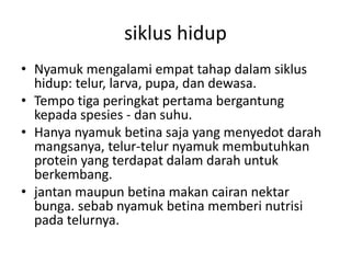 siklus hidup
• Nyamuk mengalami empat tahap dalam siklus
hidup: telur, larva, pupa, dan dewasa.
• Tempo tiga peringkat pertama bergantung
kepada spesies - dan suhu.
• Hanya nyamuk betina saja yang menyedot darah
mangsanya, telur-telur nyamuk membutuhkan
protein yang terdapat dalam darah untuk
berkembang.
• jantan maupun betina makan cairan nektar
bunga. sebab nyamuk betina memberi nutrisi
pada telurnya.
 