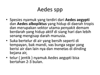 Aedes spp
• Spesies nyamuk yang terdiri dari Aedes aegypti
dan Aedes albopiktus yang hidup di daerah tropis
dan merupakan vektor utama penyakit demam
berdarah yang hidup aktif di siang hari dan lebih
senang mengisap darah manusia.
• Suka bertelur di air yang bersih seperti di
tempayan, bak mandi, vas bunga segar yang
berisi air dan lain nya dan menetas di dinding
bejana air,
• telur ( jentik ) nyamuk Aedes aegypti bisa
bertahan 2-3 bulan.
 