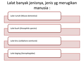 Lalat banyak jenisnya, jenis yg merugikan
manusia :
Lalat rumah (Musca domestica)
Lalat buah (Drosophila species)
Lalat biru (calliphora vomituria)
Lalat daging (Sarcophagidae)
 