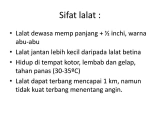 Sifat lalat :
• Lalat dewasa memp panjang + ½ inchi, warna
abu-abu
• Lalat jantan lebih kecil daripada lalat betina
• Hidup di tempat kotor, lembab dan gelap,
tahan panas (30-35ºC)
• Lalat dapat terbang mencapai 1 km, namun
tidak kuat terbang menentang angin.
 