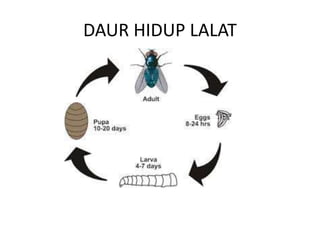 DAUR HIDUP LALAT
 