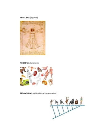 ANATOMIA (órganos)
FISIOLOGIA (funciones)
TAXONOMIA (clasificación de los seres vivos )
 