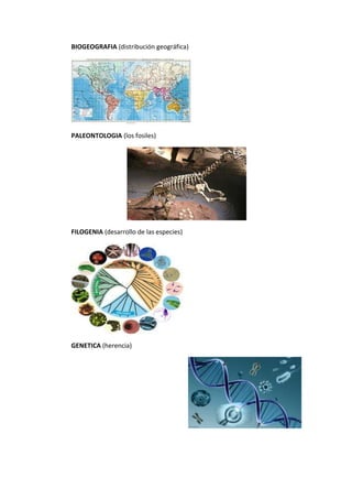 BIOGEOGRAFIA (distribución geográfica)
PALEONTOLOGIA (los fosiles)
FILOGENIA (desarrollo de las especies)
GENETICA (herencia)
 