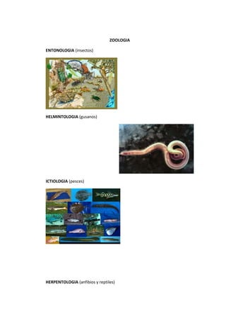 ZOOLOGIA
ENTONOLOGIA (insectos)
HELMINTOLOGIA (gusanos)
ICTIOLOGIA (pesces)
HERPENTOLOGIA (anfibios y reptiles)
 