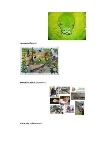 ORNITOLOGÍA (aves)
MASTOZOOLOGÍA (mamíferos)
ANTROPOLOGÍA (hombre)
 