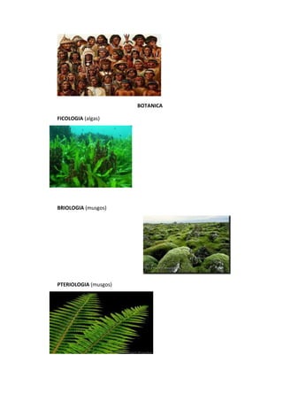 BOTANICA
FICOLOGIA (algas)
BRIOLOGIA (musgos)
PTERIOLOGIA (musgos)
 