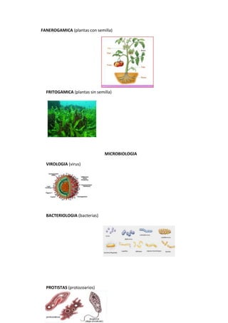 FANEROGAMICA (plantas con semilla)
FRITOGAMICA (plantas sin semilla)
MICROBIOLOGIA
VIROLOGIA (virus)
BACTERIOLOGIA (bacterias)
PROTISTAS (protozoarios)
 