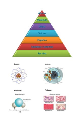 Átomo:
Molécula:
Célula:
Tejidos:
 