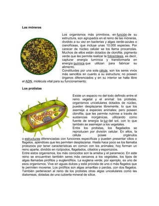 Las móneras
Los organismos más primitivos, en función de su
estructura, son agrupados en el reino de las móneras,
dividido a su vez en bacterias y algas verde-azules o
cianofíceas, que incluye unas 10.000 especies. Por
carecer de núcleo celular se los llama procariotas.
Muchos de ellos están dotados de clorofila, pigmento
verde que les permite realizar la fotosíntesis, es decir,
capturar energía lumínica y transformarla en
energía química que utilizan para fabricar su
alimento.
Constituidas por una sola célula, son los seres vivos
más sencillos en cuanto a su estructura; no poseen
órganos diferenciados y en su interior se halla libre
el ADN, molécula vital para su funcionamiento.
Los protistas
Existe un espacio no del todo definido entre el
reino vegetal y el animal: los protistas,
organismos unicelulares dotados de núcleo,
pueden desplazarse libremente, lo que los
asemeja a especies animales; pero poseen
clorofila, que les permite nutrirse a través de
sustancias inorgánicas, utilizando como
fuente de energía la luz del sol, con lo que
también se asemejan a los vegetales.
Entre los protistas, los flagelados se
reproducen por división celular. En ellos, la
célula posee orgánulos
o estructuras diferenciadas con funciones específicas y pueden presentar cilios o
flagelos, apéndices que les permiten desplazarse. Hasta hace poco se los llamaba
protozoos por tener características en común con los animales; hoy forman un
reino aparte, dividido en rizópodos, flagelados, ciliados y esporozoos.
Entre estos organismos, los más conocidos son la ameba y el paramecio. En este
reino se encuentran también seres más cercanos a los vegetales, los tipos de
algas llamadas pirófitos y euglenófitos. La euglena verde, por ejemplo, es uno de
esos organismos. Vive en aguas dulces y está provista de uno o más flagelos que
le permiten moverse. Los pirófitos son algas amarillas o pardas, con dos flagelos.
También pertenecen al reino de los protistas otras algas unicelulares como las
diatomeas, dotadas de una cubierta mineral de sílice.
 