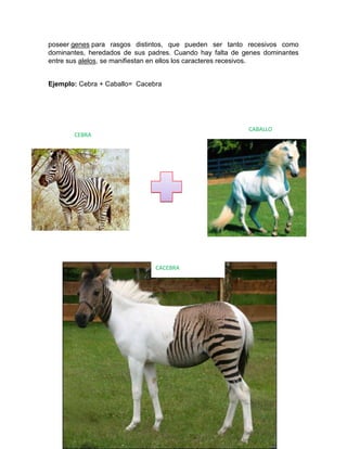 poseer genes para rasgos distintos, que pueden ser tanto recesivos como
dominantes, heredados de sus padres. Cuando hay falta de genes dominantes
entre sus alelos, se manifiestan en ellos los caracteres recesivos.
Ejemplo: Cebra + Caballo= Cacebra
CEBRA
CABALLO
CACEBRA
 
