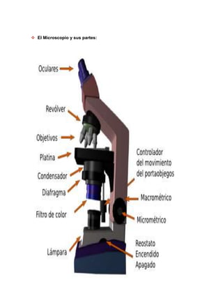  El Microscopio y sus partes:
 