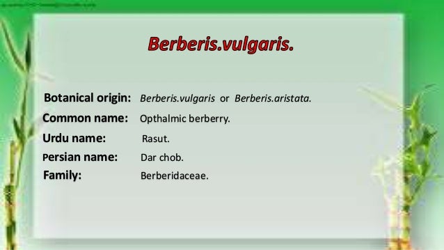 Berberis Vulgaris Q Mother Tincture For Kidney And Gallbladder