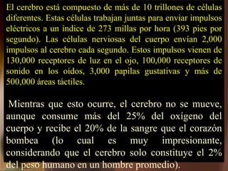 El cerebro está compuesto de más de 10 trillones de células
diferentes. Estas células trabajan juntas para enviar impulsos
eléctricos a un índice de 273 millas por hora (393 pies por
segundo). Las células nerviosas del cuerpo envían 2,000
impulsos al cerebro cada segundo. Estos impulsos vienen de
130,000 receptores de luz en el ojo, 100,000 receptores de
sonido en los oídos, 3,000 papilas gustativas y más de
500,000 áreas táctiles.
Mientras que esto ocurre, el cerebro no se mueve,
aunque consume más del 25% del oxígeno del
cuerpo y recibe el 20% de la sangre que el corazón
bombea (lo cual es muy impresionante,
considerando que el cerebro solo constituye el 2%
del peso humano en un hombre promedio).
 