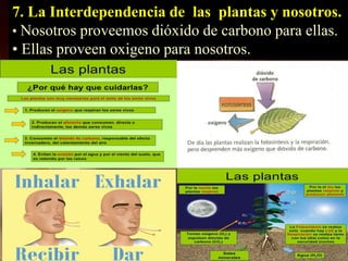7. La Interdependencia de las plantas y nosotros.
• Nosotros proveemos dióxido de carbono para ellas.
• Ellas proveen oxigeno para nosotros.
 
