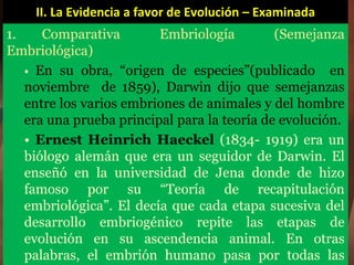 II. La Evidencia a favor de Evolución – Examinada
1. Comparativa Embriología (Semejanza
Embriológica)
• En su obra, “origen de especies”(publicado en
noviembre de 1859), Darwin dijo que semejanzas
entre los varios embriones de animales y del hombre
era una prueba principal para la teoría de evolución.
• Ernest Heinrich Haeckel (1834- 1919) era un
biólogo alemán que era un seguidor de Darwin. El
enseñó en la universidad de Jena donde de hizo
famoso por su “Teoría de recapitulación
embriológica”. El decía que cada etapa sucesiva del
desarrollo embriogénico repite las etapas de
evolución en su ascendencia animal. En otras
palabras, el embrión humano pasa por todas las
 