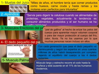 1- Muelas del Juicio“Miles de años, el hombre tenía que comer productos
como huesos, carne cruda y hasta ramas y los
molares eran perfectos para triturarlos”
2 -Apéndice “Servia para digerir la celulosa cuando se alimentaba de
proteínas, vegetales, actualmente la tendencia es
consumir alimentos producidos y el ser humano se ha
vuelto carnívoro”
3- Músculos Erectores del pelo
“piel de gallina” al hecho de erizar los pelos del
cuerpo para aparentar mayor volumen corporal
o para dar mayor protección al cuerpo del frío,
calor, lluvia. Ya no los usamos por lo que
muchas personas nacen incluso sin ellos.
4- El dedo pequeño del pie
Con cada generación que pasa el dedo pequeño va
disminuyendo y según los expertos en unos cuantos
millones de años habrá desaparecido por completo
dejando el equilibrio del cuerpo a los 4 dedos
restantes.
5- Musculo Palmar
Músculo largo y estrecho recorre el codo hasta la
muñeca y está ausente en el 11% de los humanos
modernos.
 