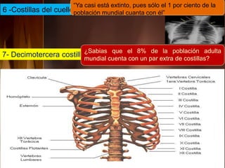 6 -Costillas del cuello
“Ya casi está extinto, pues sólo el 1 por ciento de la
población mundial cuanta con él”
7- Decimotercera costilla
¿Sabias que el 8% de la población adulta
mundial cuenta con un par extra de costillas?
 
