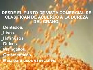 DESDE EL PUNTO DE VISTA COMERCIAL SE CLASIFICAN DE ACUERDO A LA DUREZA DEL GRANO: _Dentados. _Lisos. _Harinosos. _Dulces. _Pisingallos. _Ornamentales. _Maíz para usos especiales. 