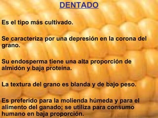 DENTADO Es el tipo más cultivado.  Se caracteriza por una depresión en la corona del grano.  Su endosperma tiene una alta proporción de almidón y baja proteína.  La textura del grano es blanda y de bajo peso. Es preferido para la molienda húmeda y para el alimento del ganado; se utiliza para consumo humano en baja proporción. 