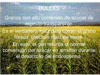 DULCES Granos con alto contenido de azúcar de aspecto transparente. Es el verdadero maíz para comer el grano fresco, choclo o maíz de mesa. En este, el gen retarda la normal conversión del azúcar en almidón durante el desarrollo del endosperma. 