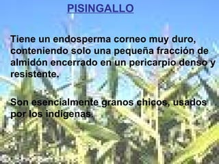 PISINGALLO Tiene un endosperma corneo muy duro, conteniendo solo una pequeña fracción de almidón encerrado en un pericarpio denso y resistente.  Son esencialmente granos chicos, usados por los indígenas . 