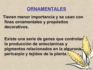 ORNAMENTALES Tienen menor importancia y se usan con fines ornamentales y propósitos decorativos. Existe una serie de genes que controlan la producción de antocianinas y pigmentos relacionados en la aleurona, pericarpio y tejidos de la planta. 