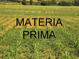 MATERIA PRIMA 