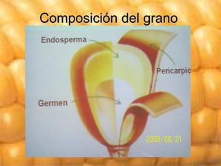 Composición del grano   