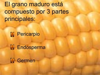 El grano maduro está compuesto por 3 partes principales: Pericarpio Endosperma Germen 