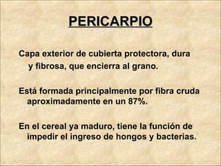 PERICARPIO Capa exterior de cubierta protectora, dura y fibrosa, que encierra al grano. Está formada principalmente por fibra cruda aproximadamente en un 87%. En el cereal ya maduro, tiene la función de impedir el ingreso de hongos y bacterias. 