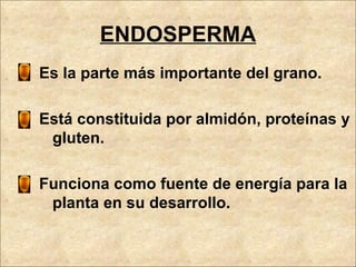 ENDOSPERMA Es la parte más importante del grano. Está constituida por almidón, proteínas y gluten. Funciona como fuente de energía para la planta en su desarrollo. 