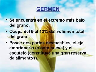 GERMEN Se encuentra en el extremo más bajo del grano. Ocupa del 9 al 12% del volumen total del grano. Posee dos partes destacables, el eje embrionario (planta nueva) y el escutelo (constituye una gran reserva de alimentos). 
