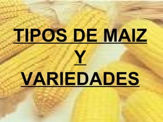 TIPOS DE MAIZ Y VARIEDADES 