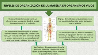 NIVELES DE ORGANIZACIÓN DE LA MATERIA EN ORGANISMOS VIVOS
Un conjunto de átomos representa un
elemento o un compuesto, donde la unidad
básica del mismo es la molécula.
El grupo de moléculas conduce directamente
a la aparición de la unidad básica de la vida,
que es la célula.
La célula constituye una jerarquía altamente
compleja, la agrupación de éstas con objetivos
semejantes constituyen el tejido, que una vez
realizan la constitución del órgano.
Las funciones del órgano depende de la
adecuada alineación y disposición de los
tejidos que lo componen para así conformar
lo que se le llama Sistema.
Un esquema de sistemas orgánicos generan
estructuralmente un organismo, tal como una
planta, un animal o entre ellos el hombre donde
su función es mantenerse comunicado con el
medio externo para procesar información.
 