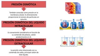 PRESIÓN OSMÓTICA
También conocida como presión en la
membrana celular. Es directamente
proporcional al número de partículas en
solución.
PRESIÓN OSMÓTICA DEL LIQUIDO
INTRACELULAR
Es conveniente considerarla en función de
su contenido de potasio, catión
predominante en él.
PRESIÓN OSMÓTICA DEL LIQUIDO
EXTRACELULAR
La presión esta relacionada con su
contenido de sodio, principal catión de
éste líquido.
 