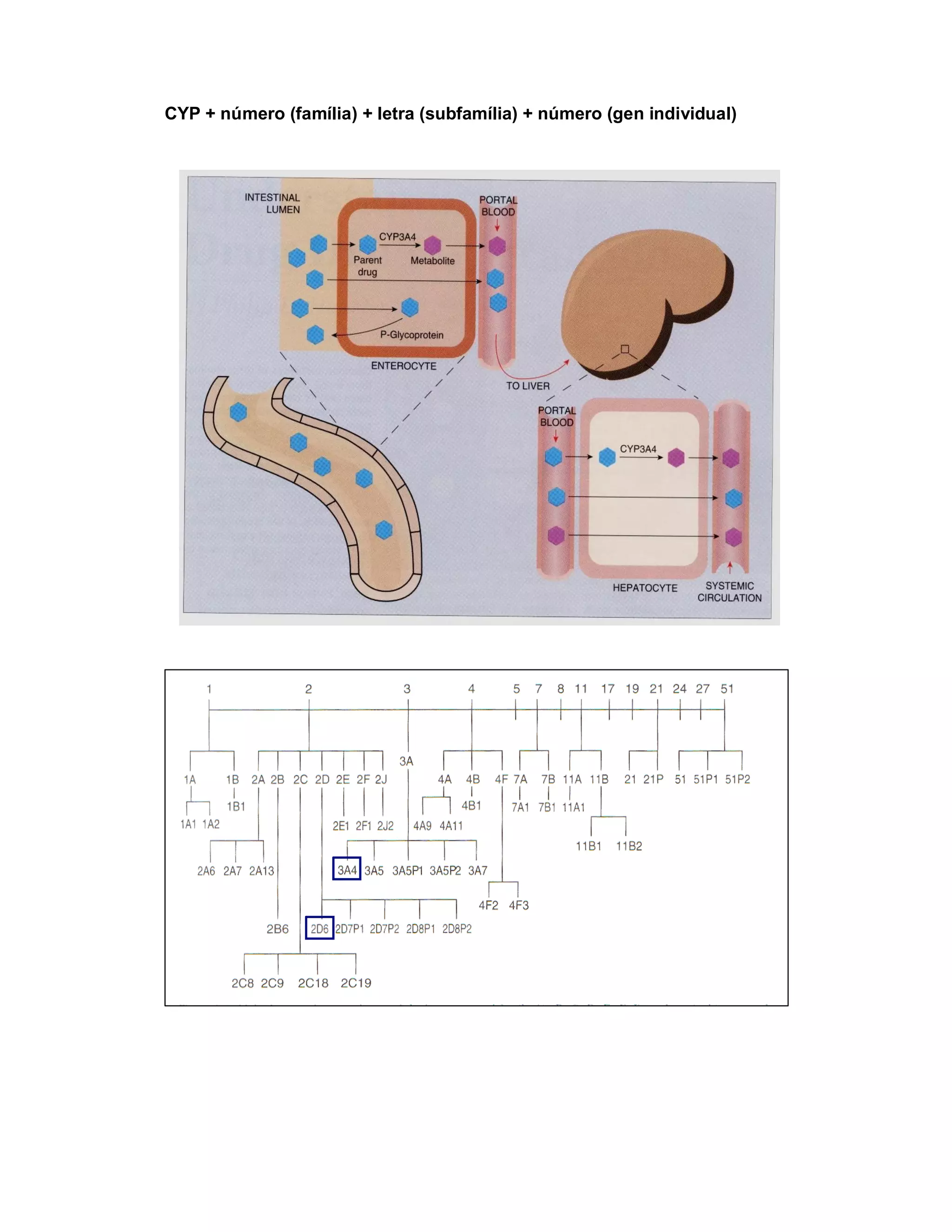 CYP + número (família) + letra (subfamília) + número (gen individual)

     CYP + número(família) + letra(subfamília) + número(gen individual)
 
