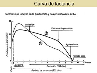 Curva de lactancia
 