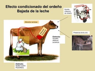 Sonido
máquina
de ordeño
Presencia de la cría
Estímulos
táctiles (sobre
PEZONES)
Aferente nerviosa
Eferente
hormonal
Estímulos
visuales,
olfativos,
acústicos
Efecto condicionado del ordeñoEfecto condicionado del ordeño
Bajada de la lecheBajada de la leche
 